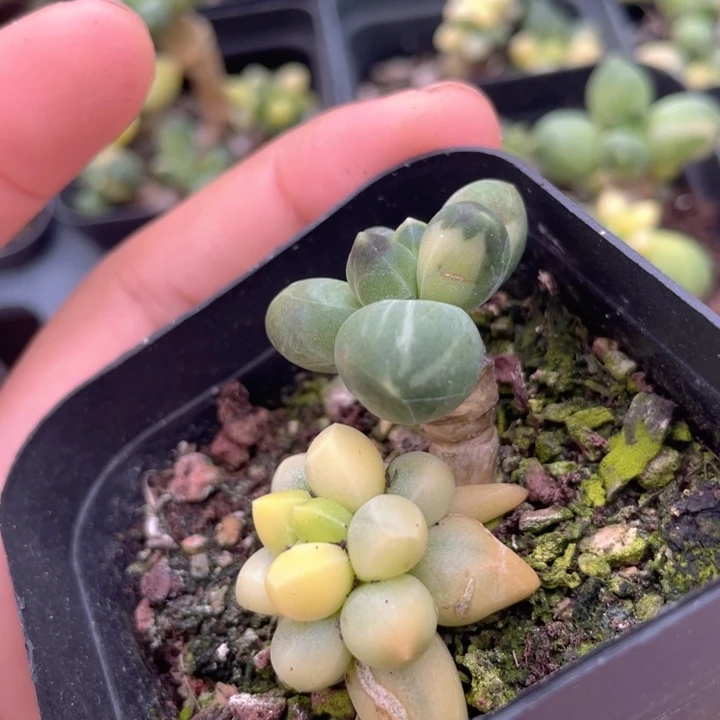 一物一拍满18包邮