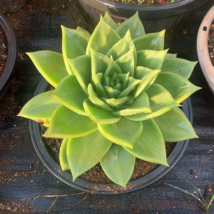 美肉特价活动开始啦