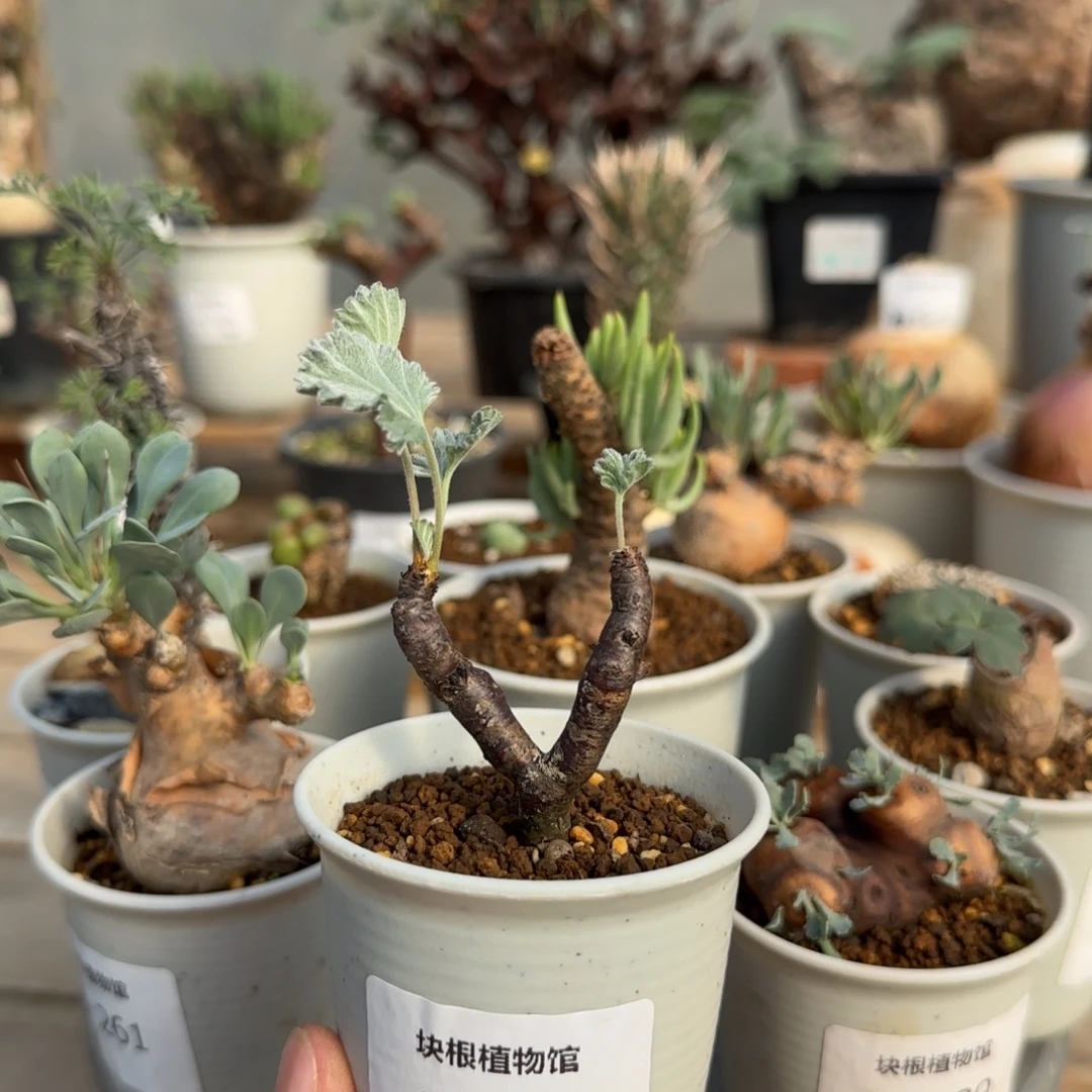 177枝干洋葵满50包邮不带盆