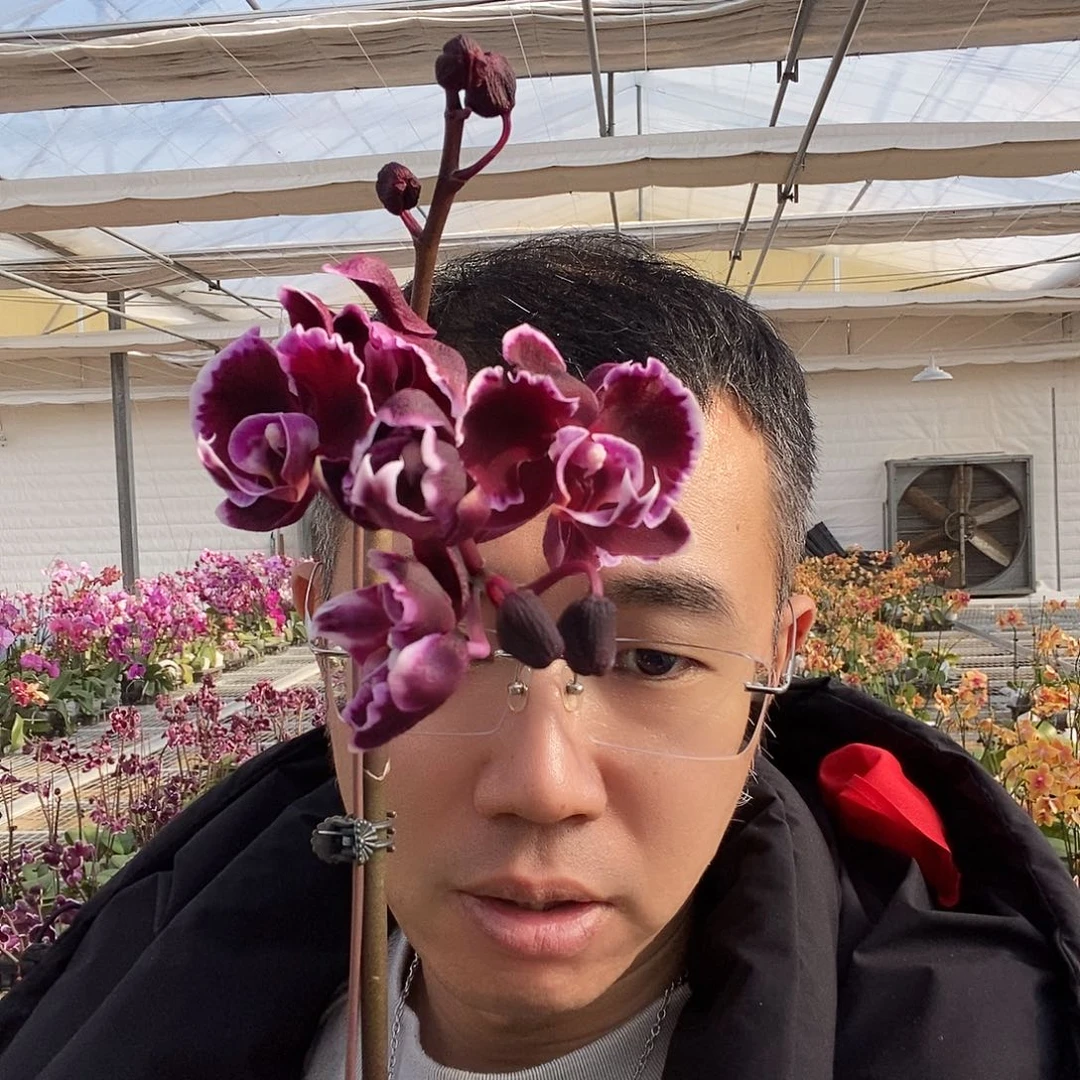 完全开放拉丁舞裙消苞瑕疵3.0寸1棵