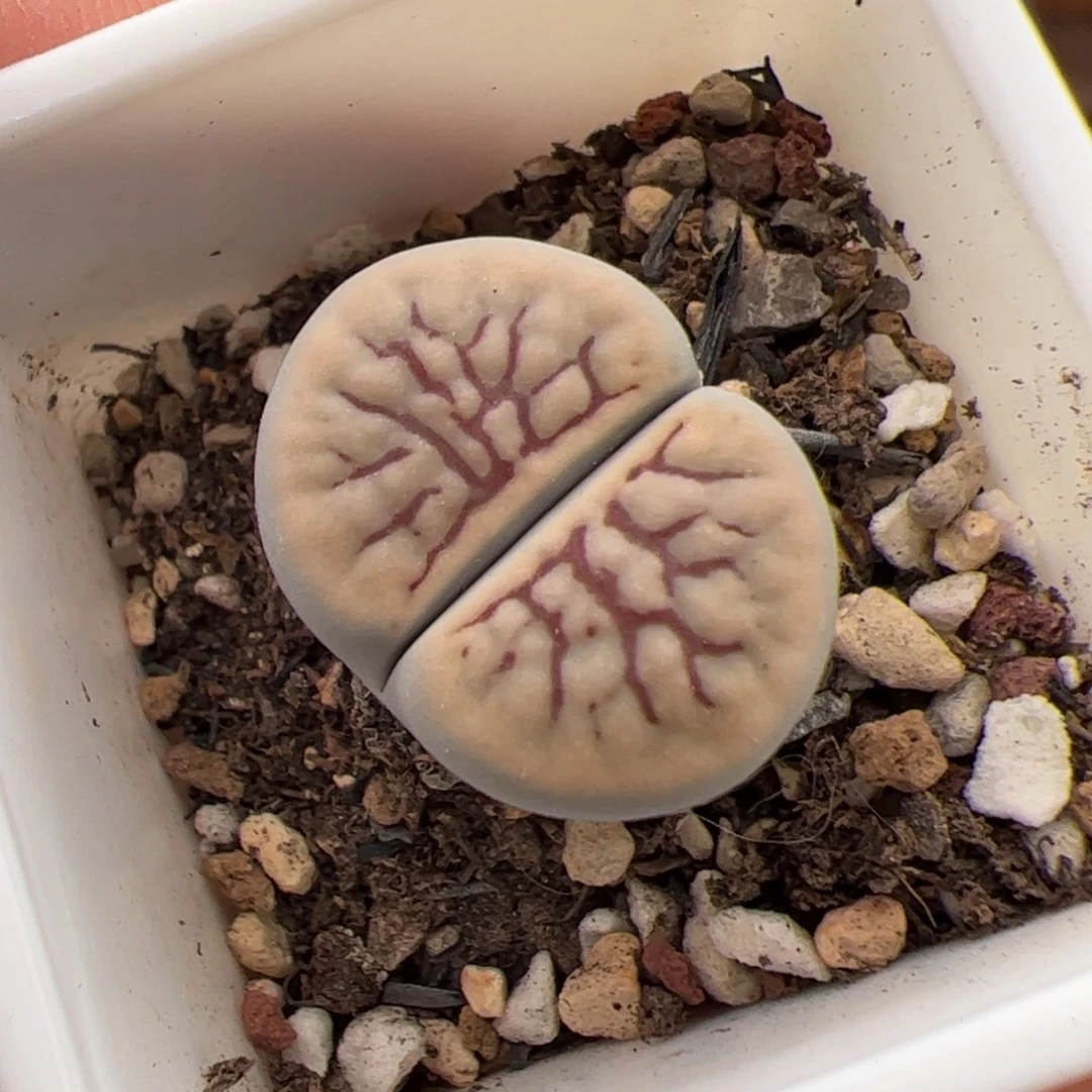 0161号线招福 多肉植物