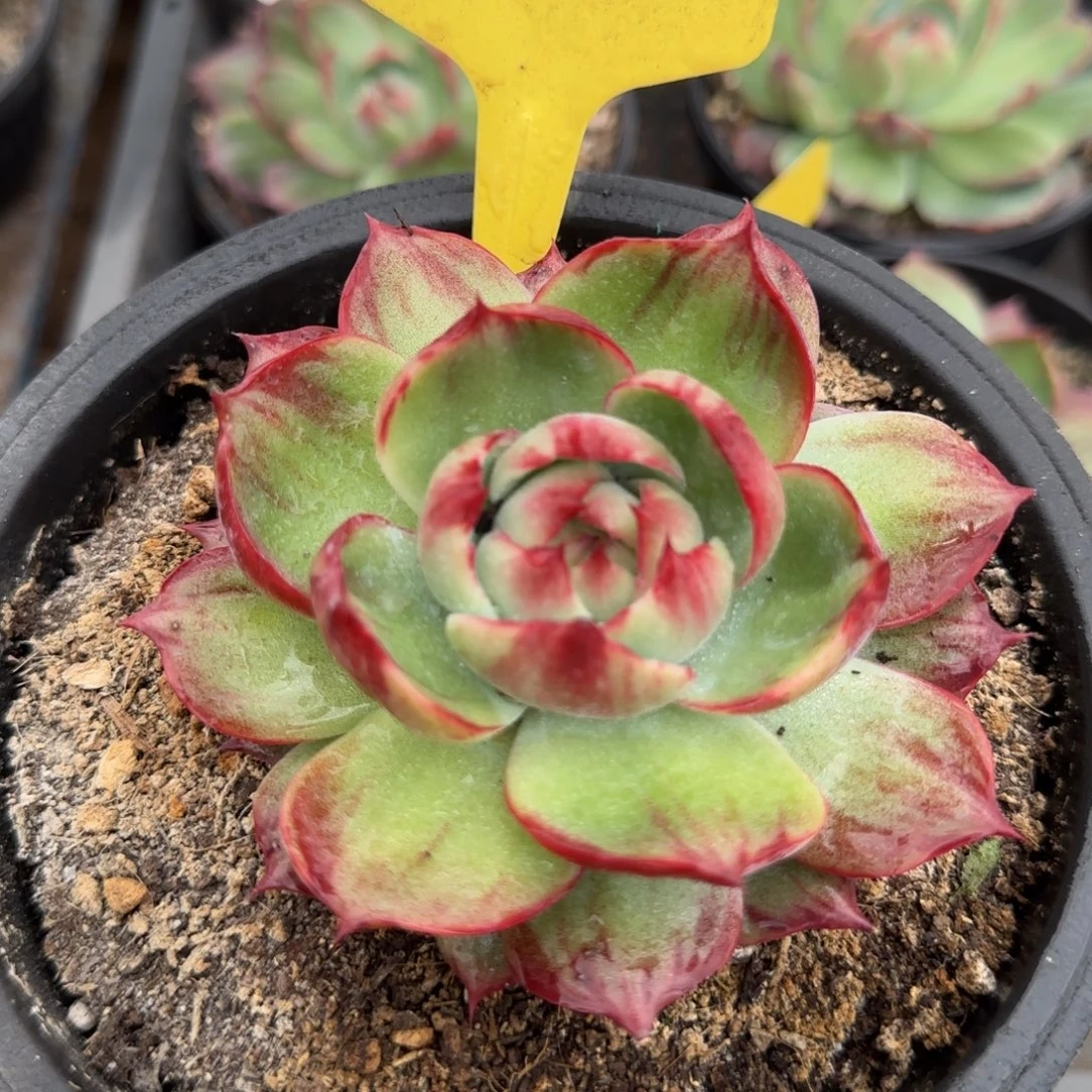 惊鸿一物一拍包装收缩花旱462