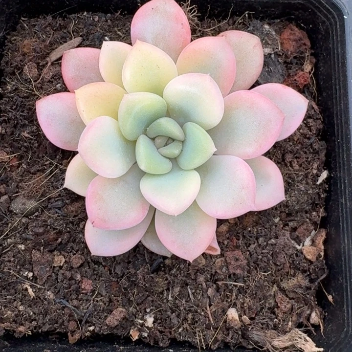 花斑鹿锦一物一拍