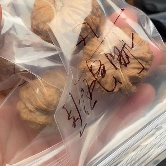 吊坠桃核全品的白狮子