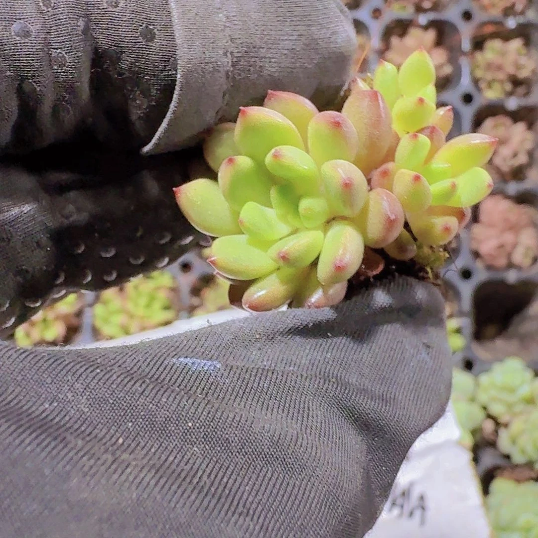 精品红宝石两颗一组