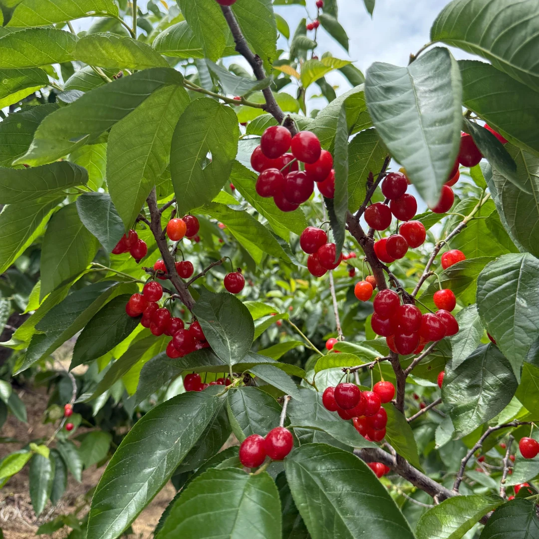 【小包】顺丰冷链 攀枝花黄草小樱桃2斤 XL26mm以下 （无果径卡）红灯