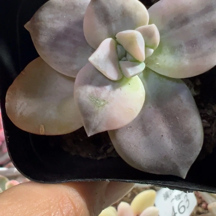 华丽风车锦多肉植物591