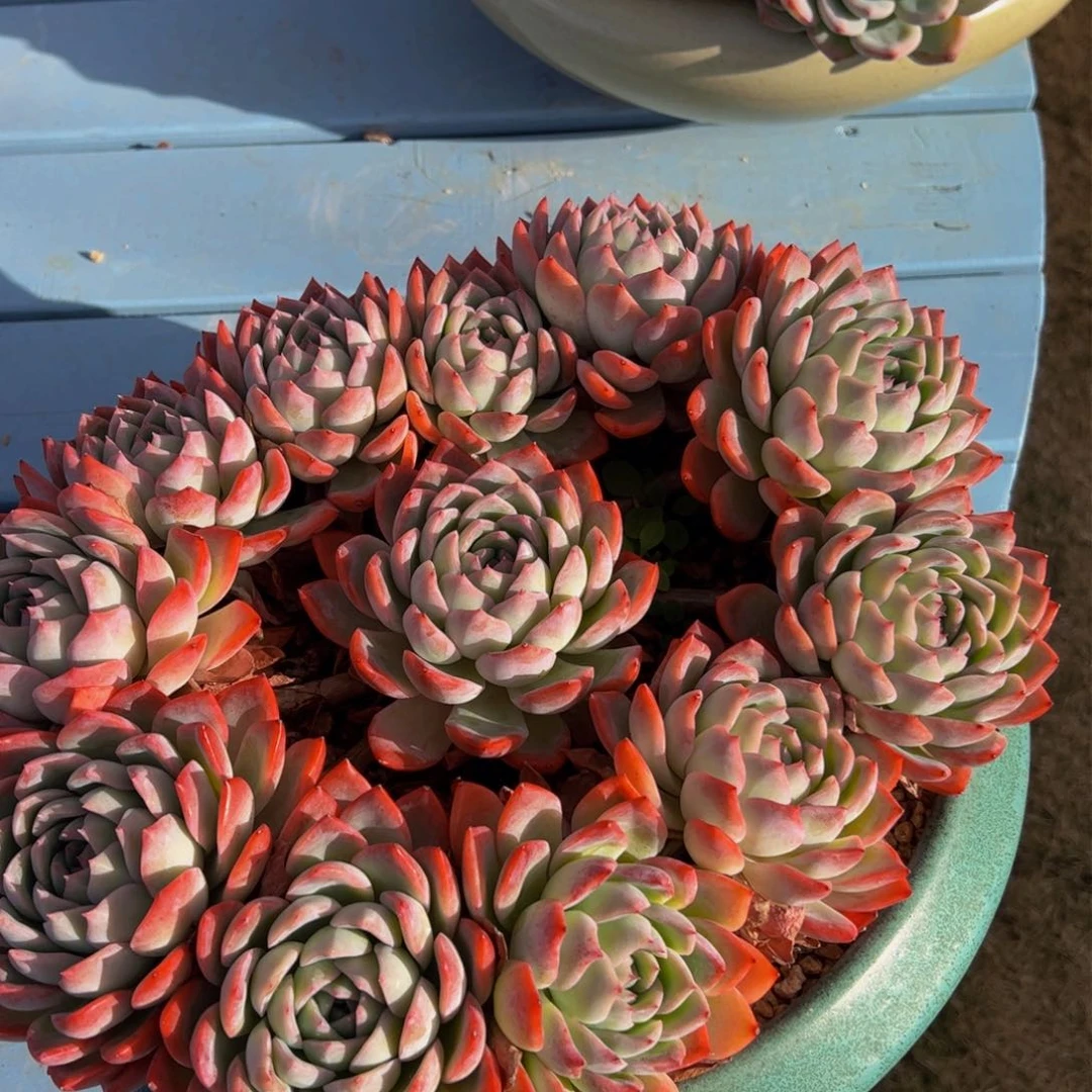 ?****?多肉植物保护 不带盆