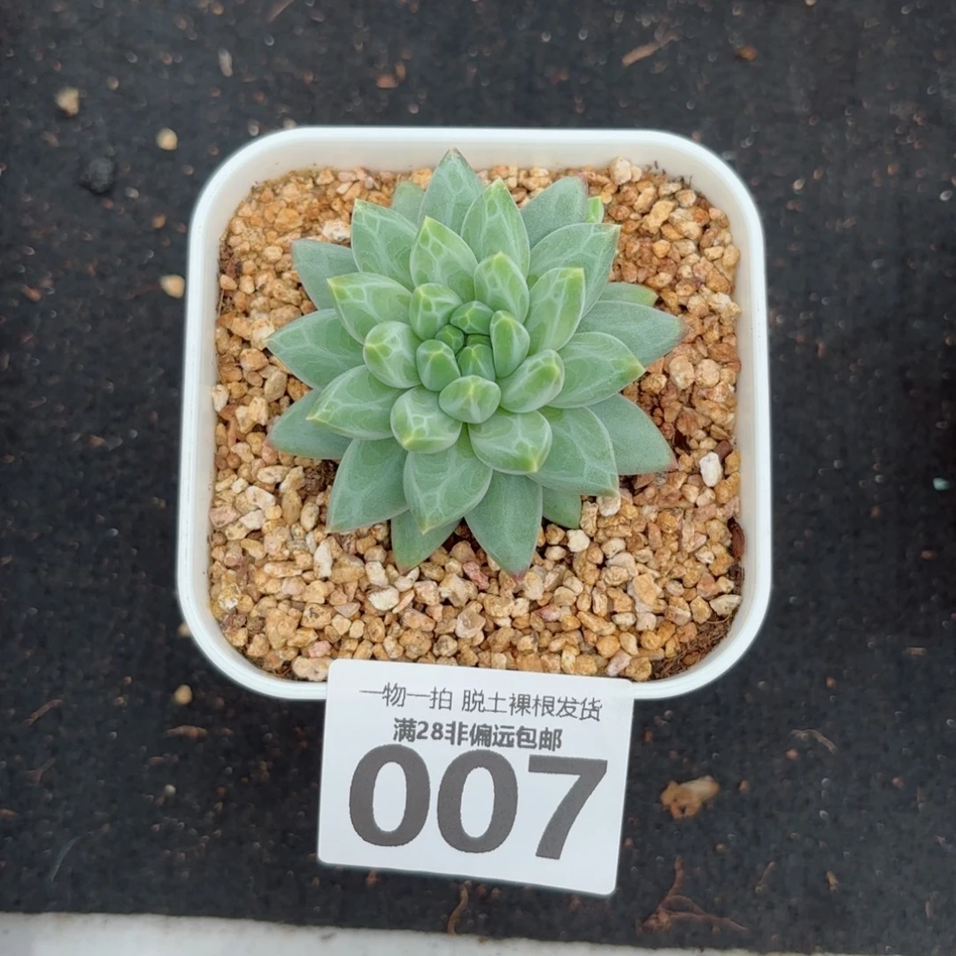 青花瓷单头多肉多肉多肉