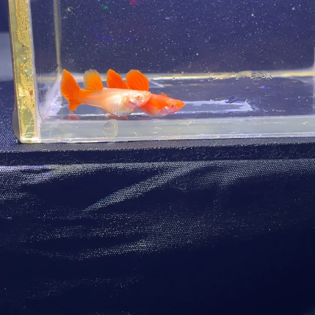 孔雀鱼大贝血红孔雀鱼4