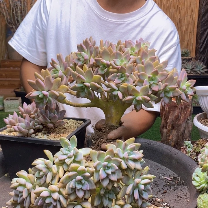 董***清92号淡雪多肉植物