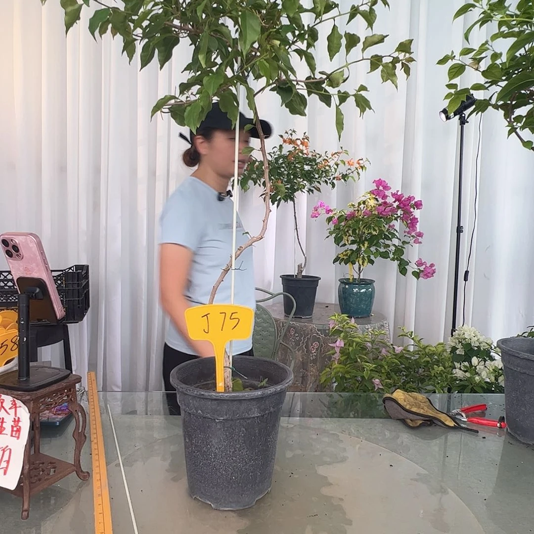 当前无花栽培后可以开花玥*?J75红桑巴