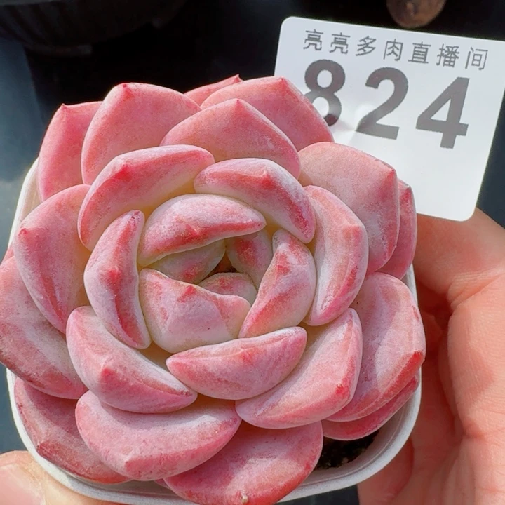 孤品           精美多肉