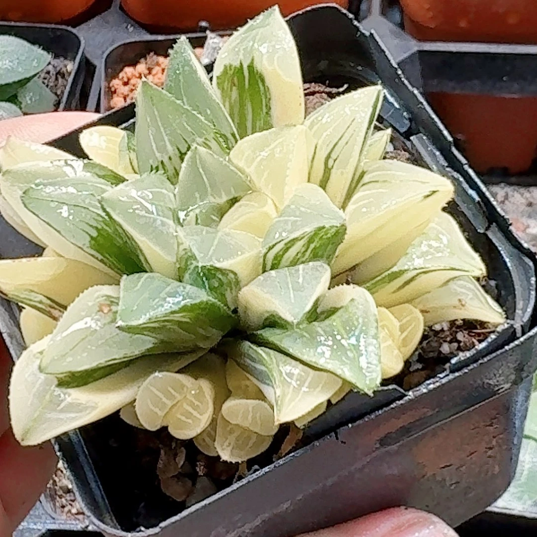 无花朵十二卷 姬寿锦福利