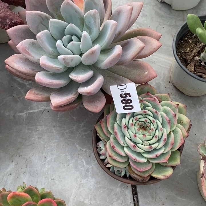 l****580吉娃娃奥普多肉植物2颗