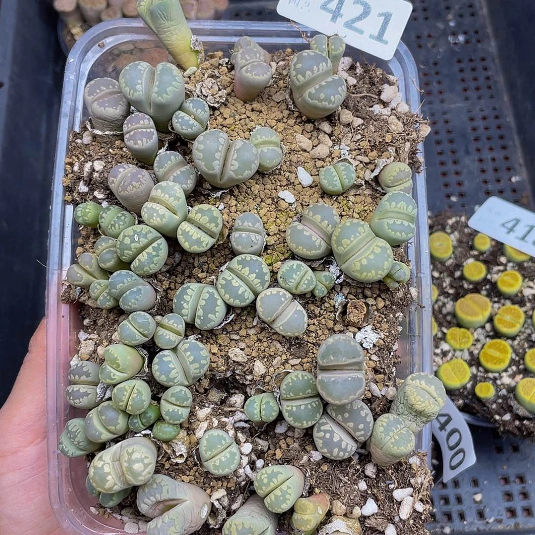 421000000花花花花花花