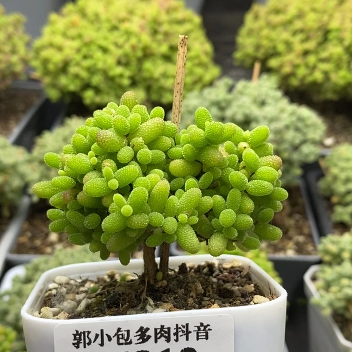 蜜橘糖球6812枝干番杏
