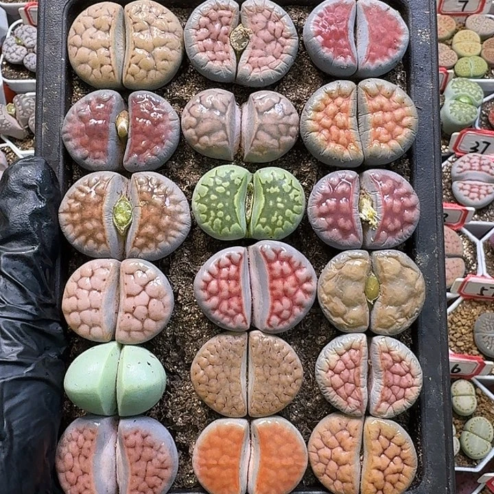 生石花11111。  裸根带盆土。  219