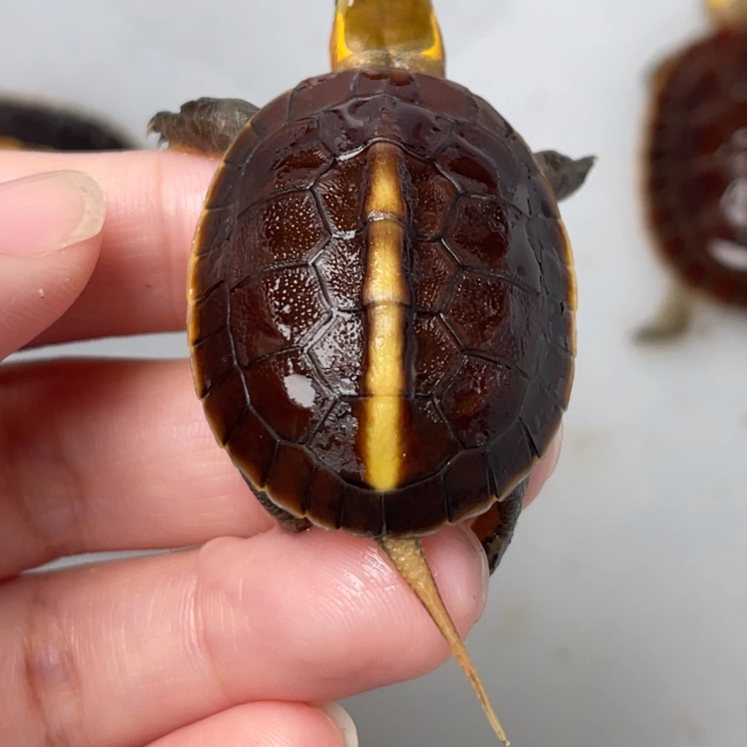 不分公母宠物龟5号拍品25宿