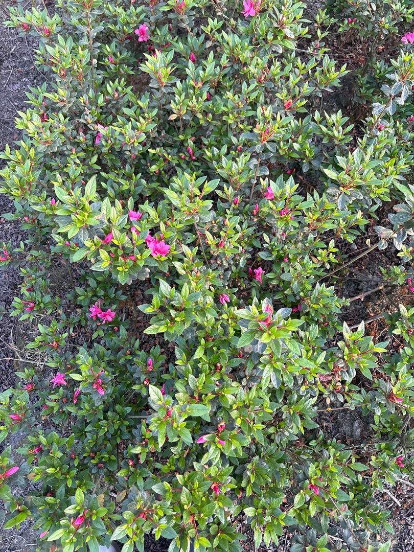 杜鹃花安酷王妃四季开花