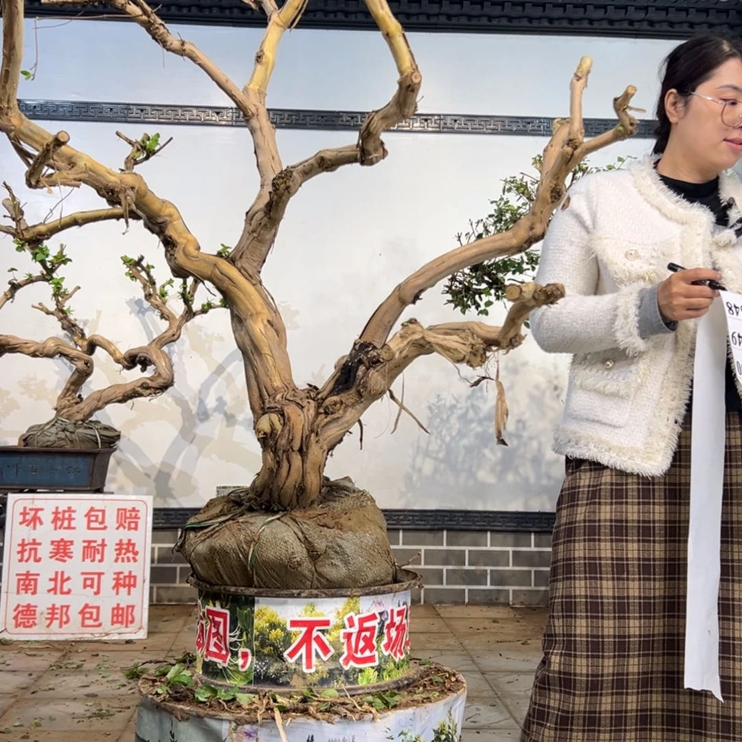 云***儿完全开放金银花8888