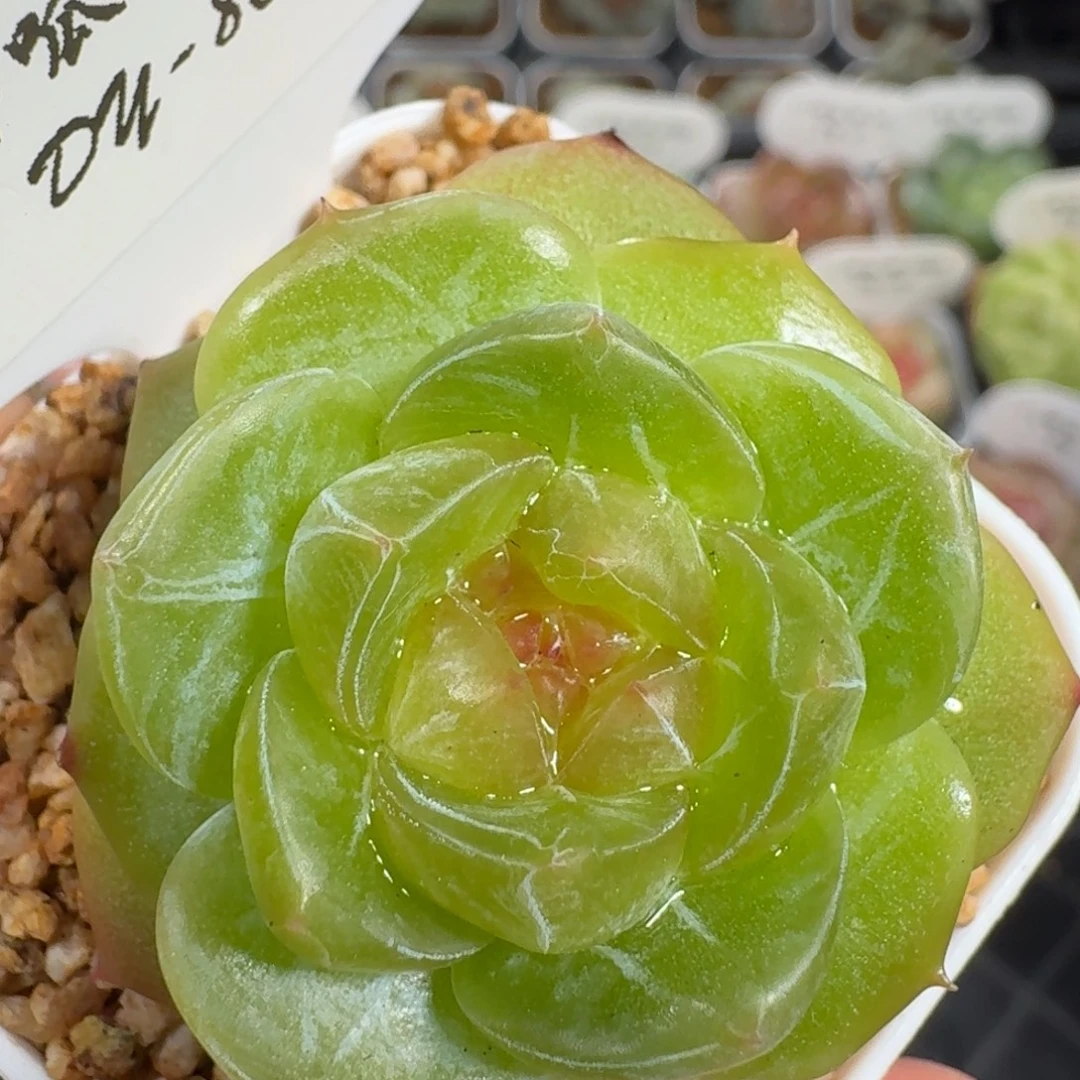 0925-086-辉夜单头