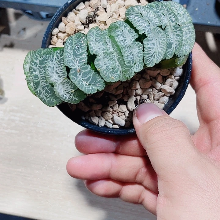 虞姬玉扇新手好养的
