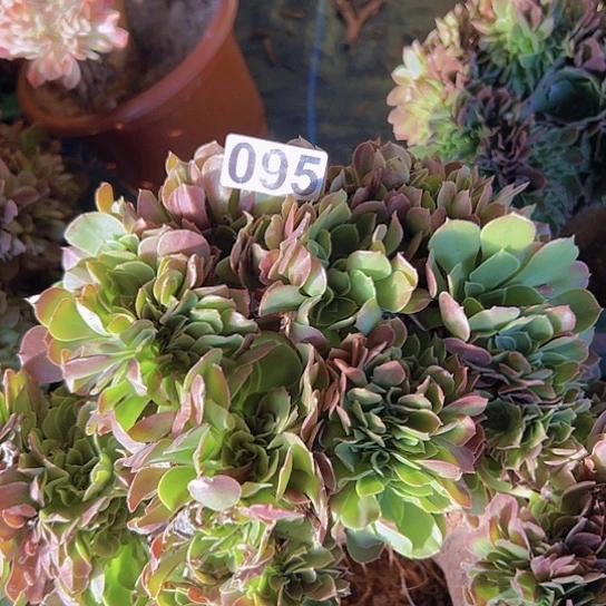 黎***明多肉植物子一个玫瑰有伤