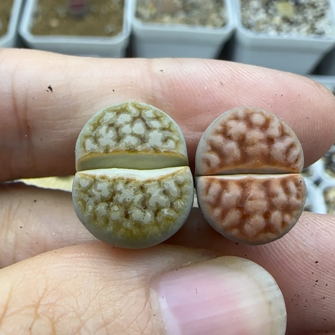 12拿铁花纹清框福利30包邮