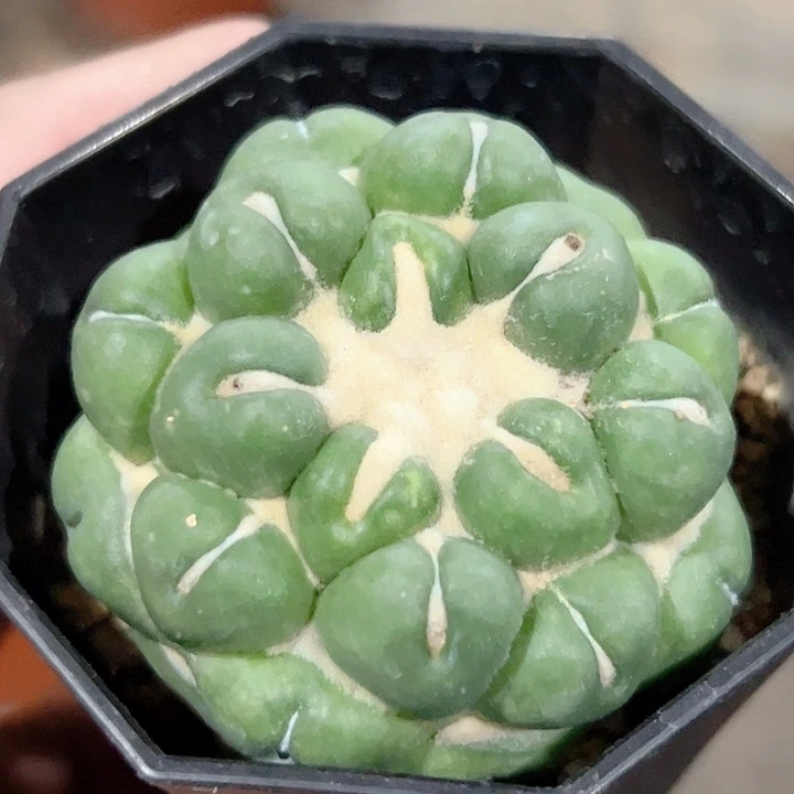 无刺象牙自根仙人球