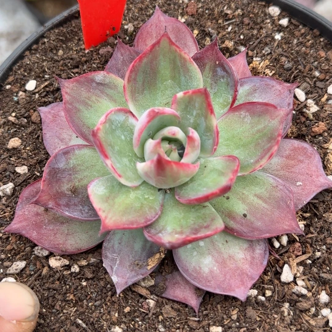 惊鸿一物一拍包装收缩花旱164