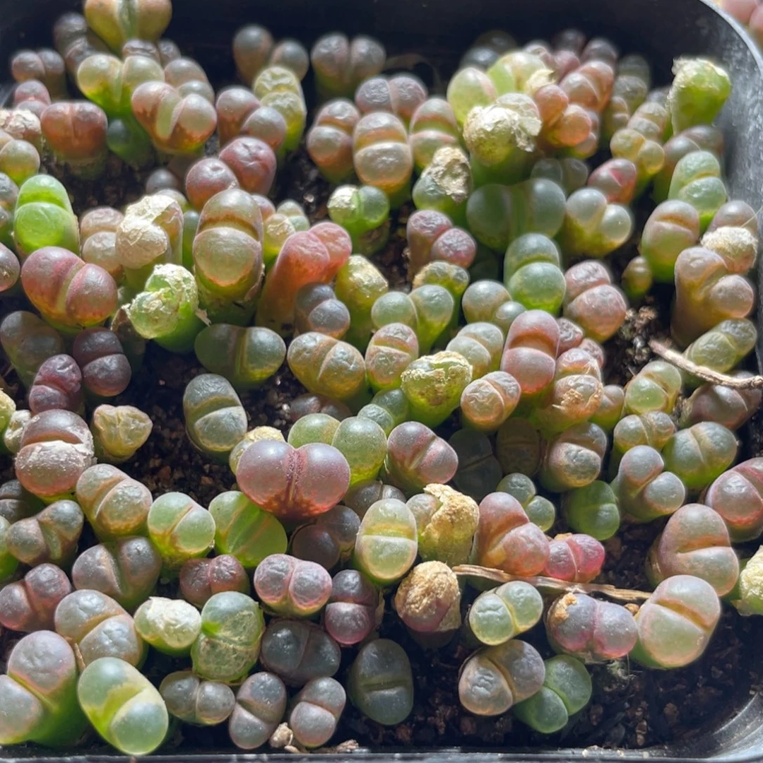 今晚大盆特价更新～39