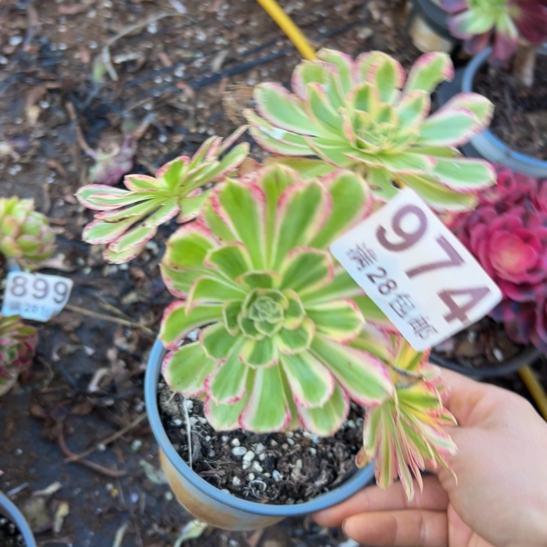 多肉植物974无售后