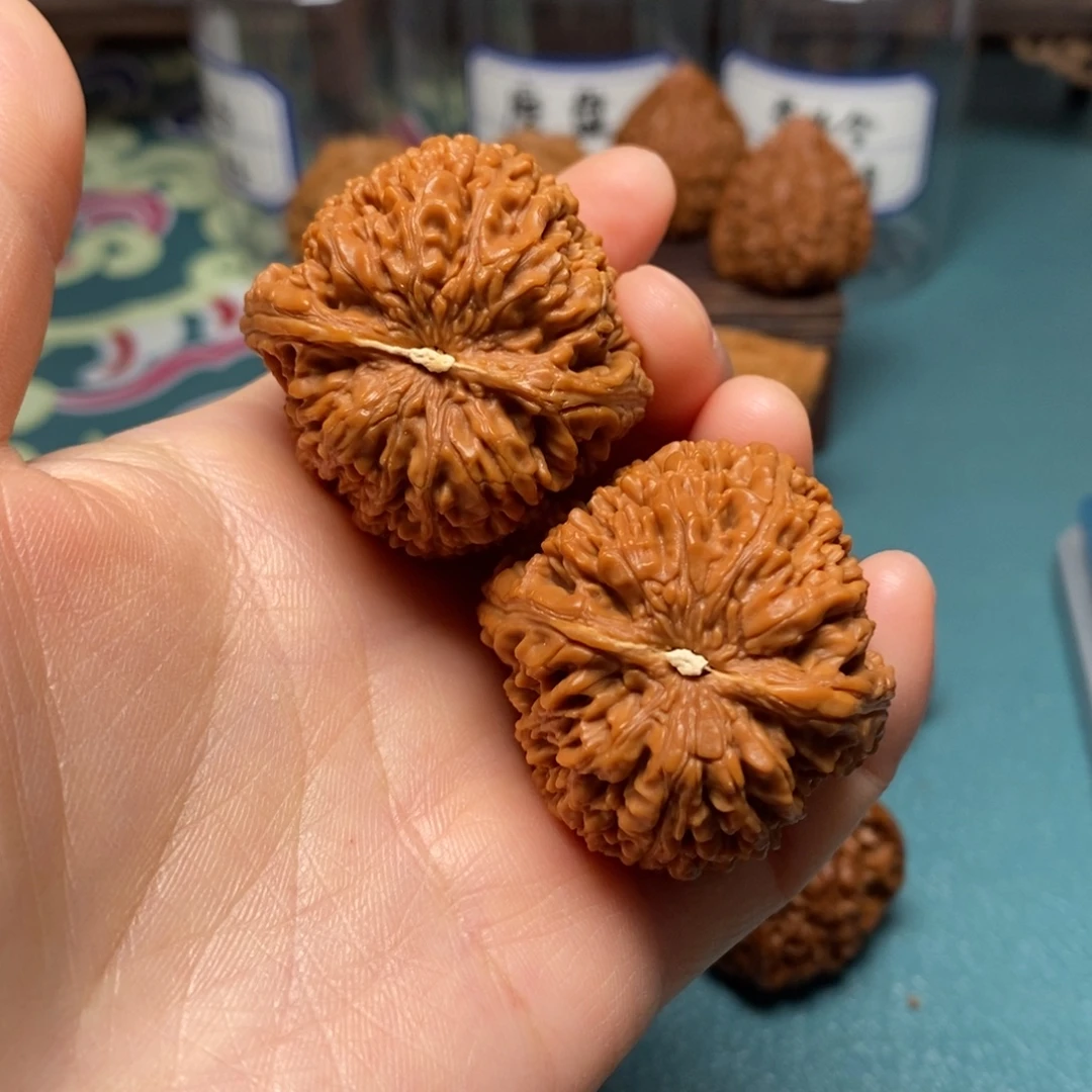 核桃38尺大蒜头修