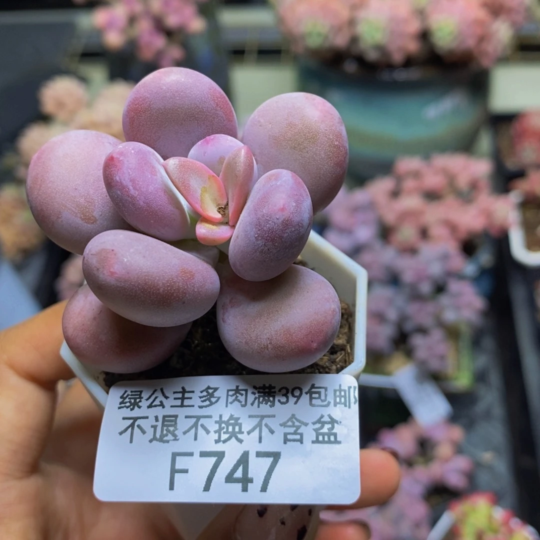 747蛋黄奶多肉4cm