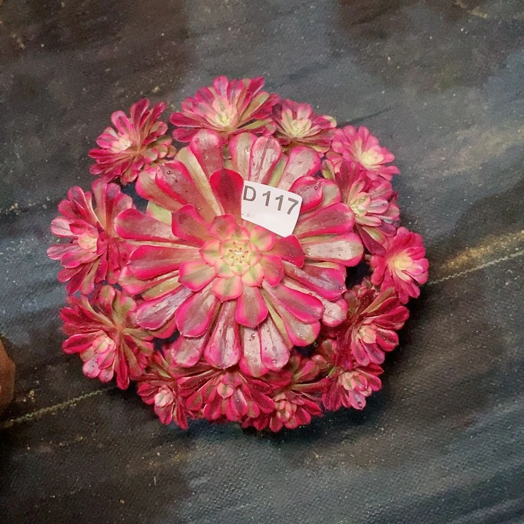 红铜白117多肉11111