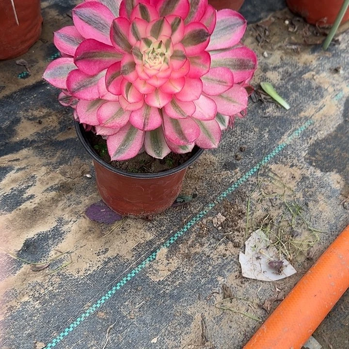 多肉法师植物链接165