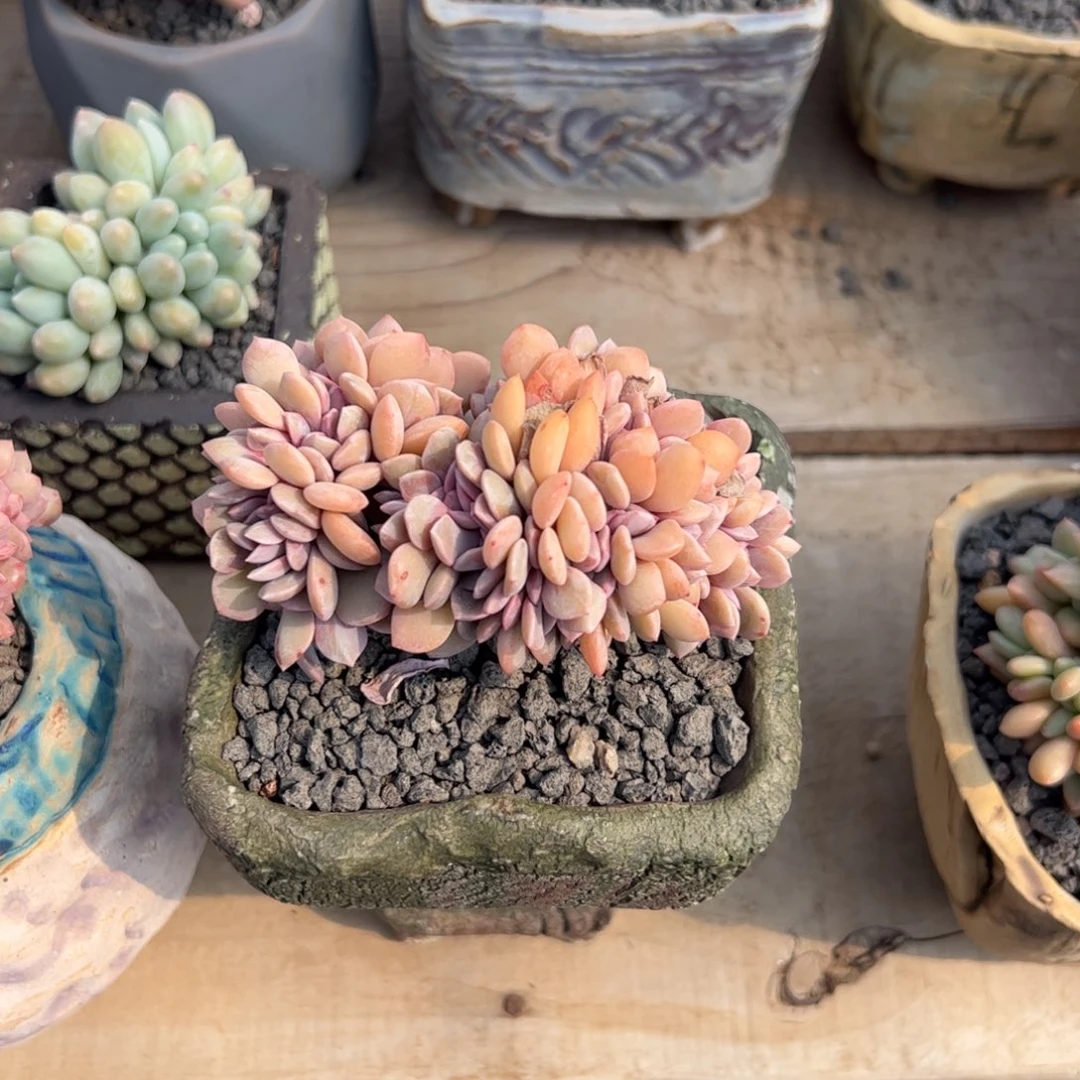 多肉植物多肉植物