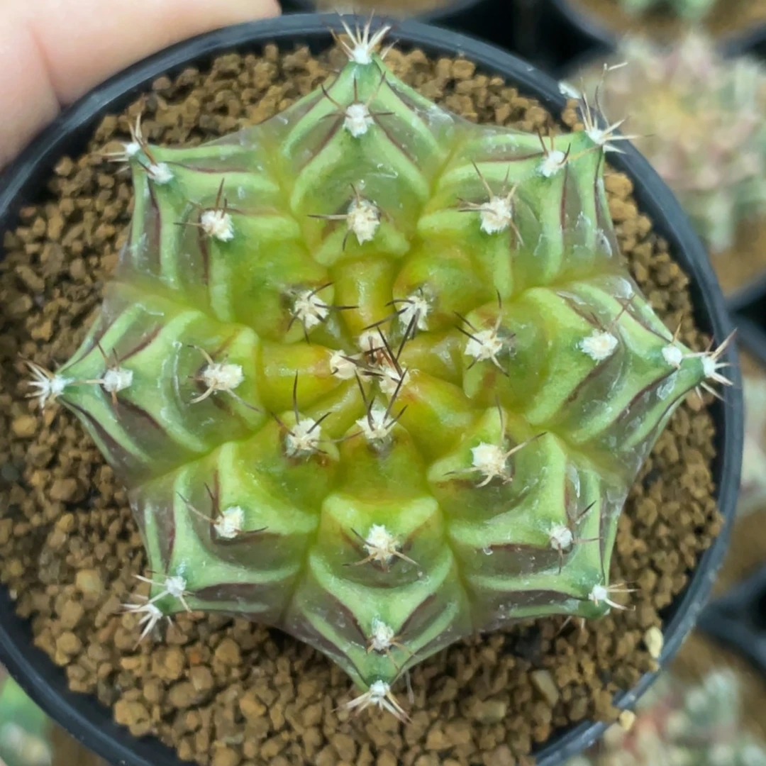 当前无花朵，栽培后可花朵