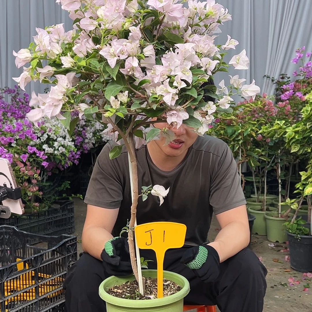 方***糖完全开放J1苹果花
