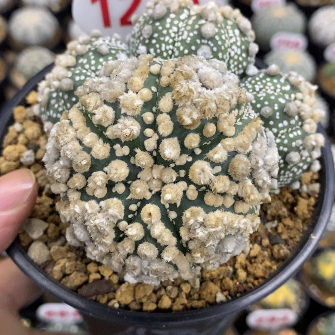 1225四头大绒花园兜群