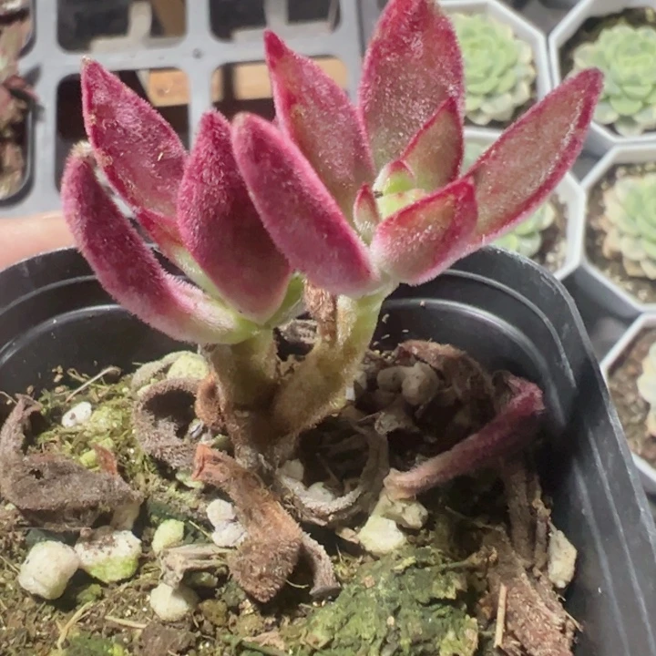 锦晃星精品多肉植物