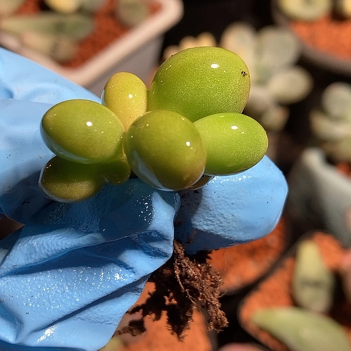 Kk奶酪锦基因多肉植物