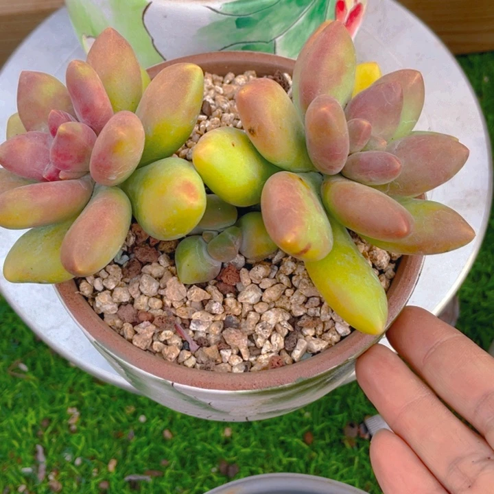 淼***漫谢谢你的支持000038