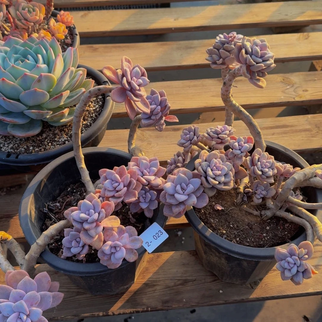 炸****登2-023桃霜两颗寄养野猪