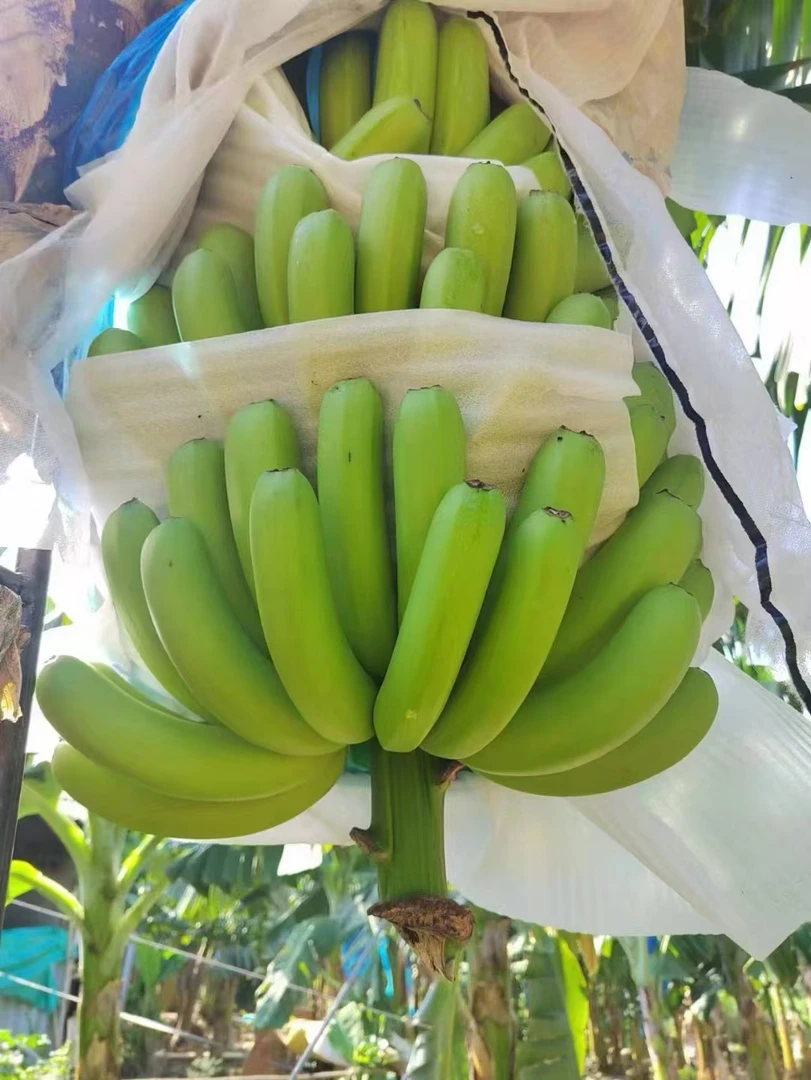 云南边境生态香蕉新鲜现摘自然熟香甜软糯产地包邮发货