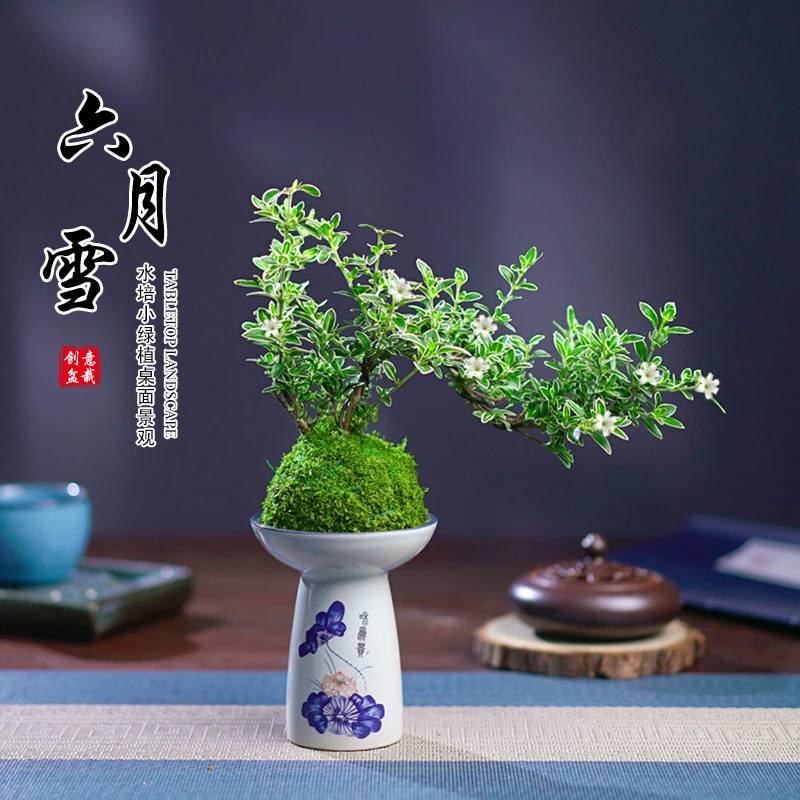 飘枝六月雪盆栽室内桌面茶几好养四季常青净化空气办公室花卉绿植