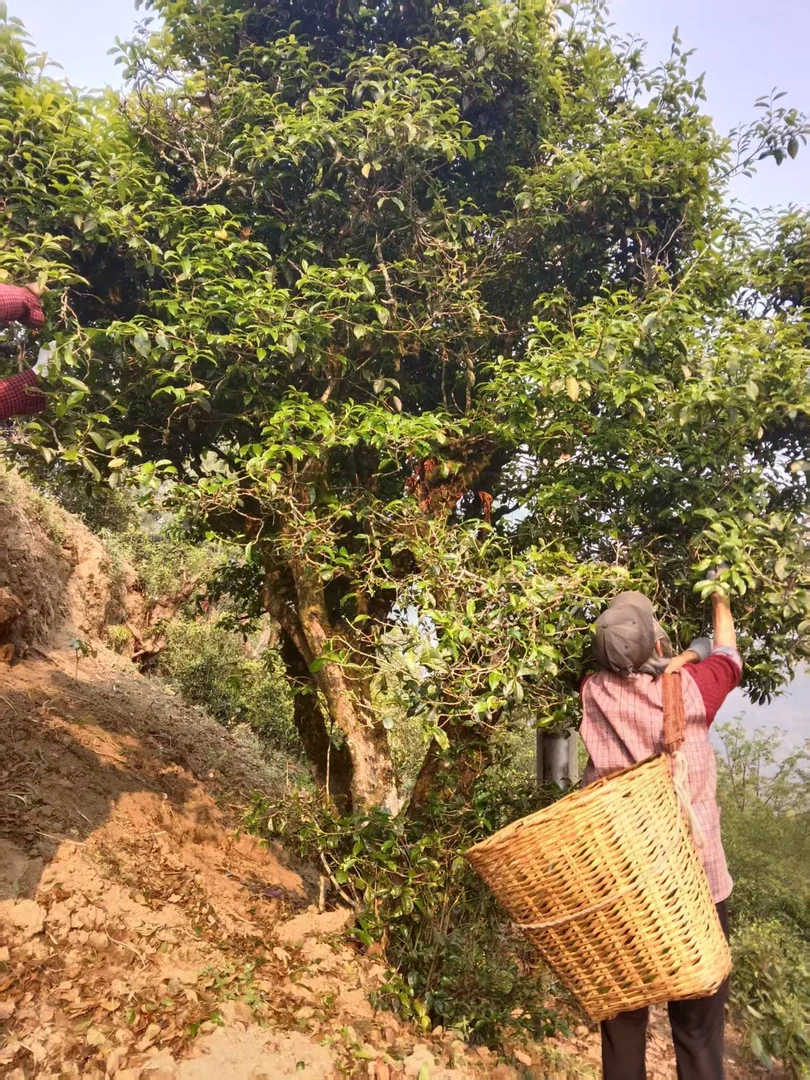 （母寨河）2025年 二嘎子古树单株