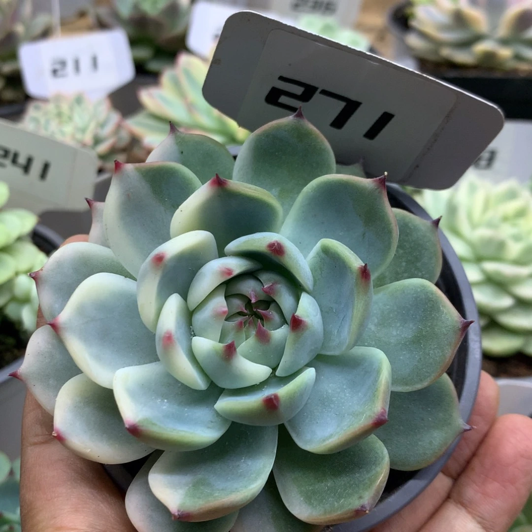 271吉娃娃锦锦锦锦