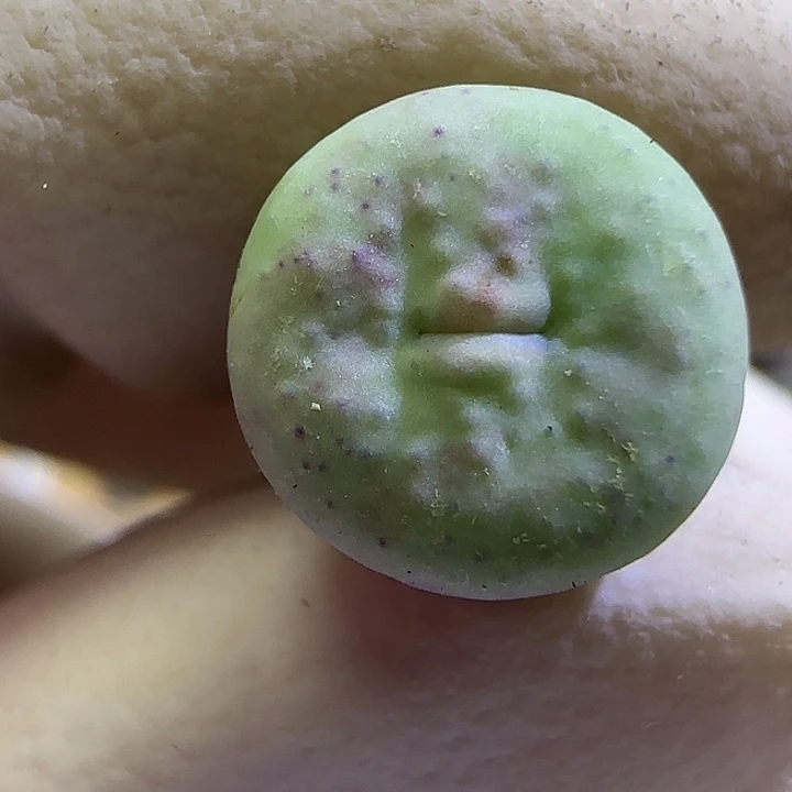 899园艺奶油嘴福利福利